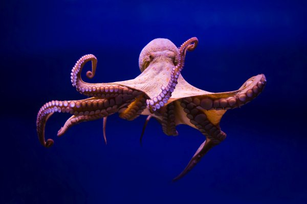 Kraken зеркало krakens13 at